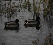 MNRiverMiscBirds 2014 10 12 011